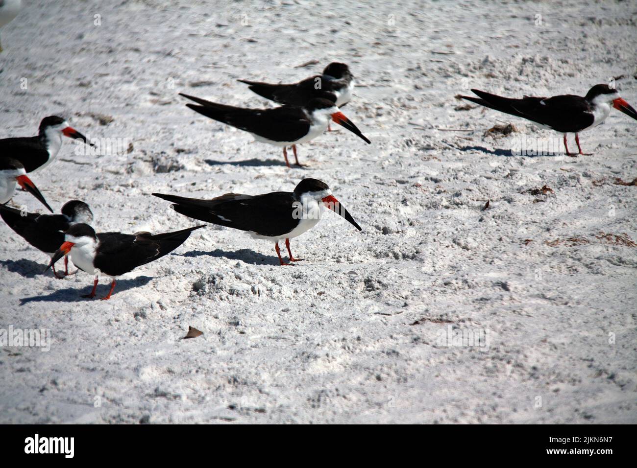 Eine Schar afrikanischer Abschäumer (Rynchops flavirostris) auf dem Sand am Lindo Beach, Orlando, Florida Stockfoto