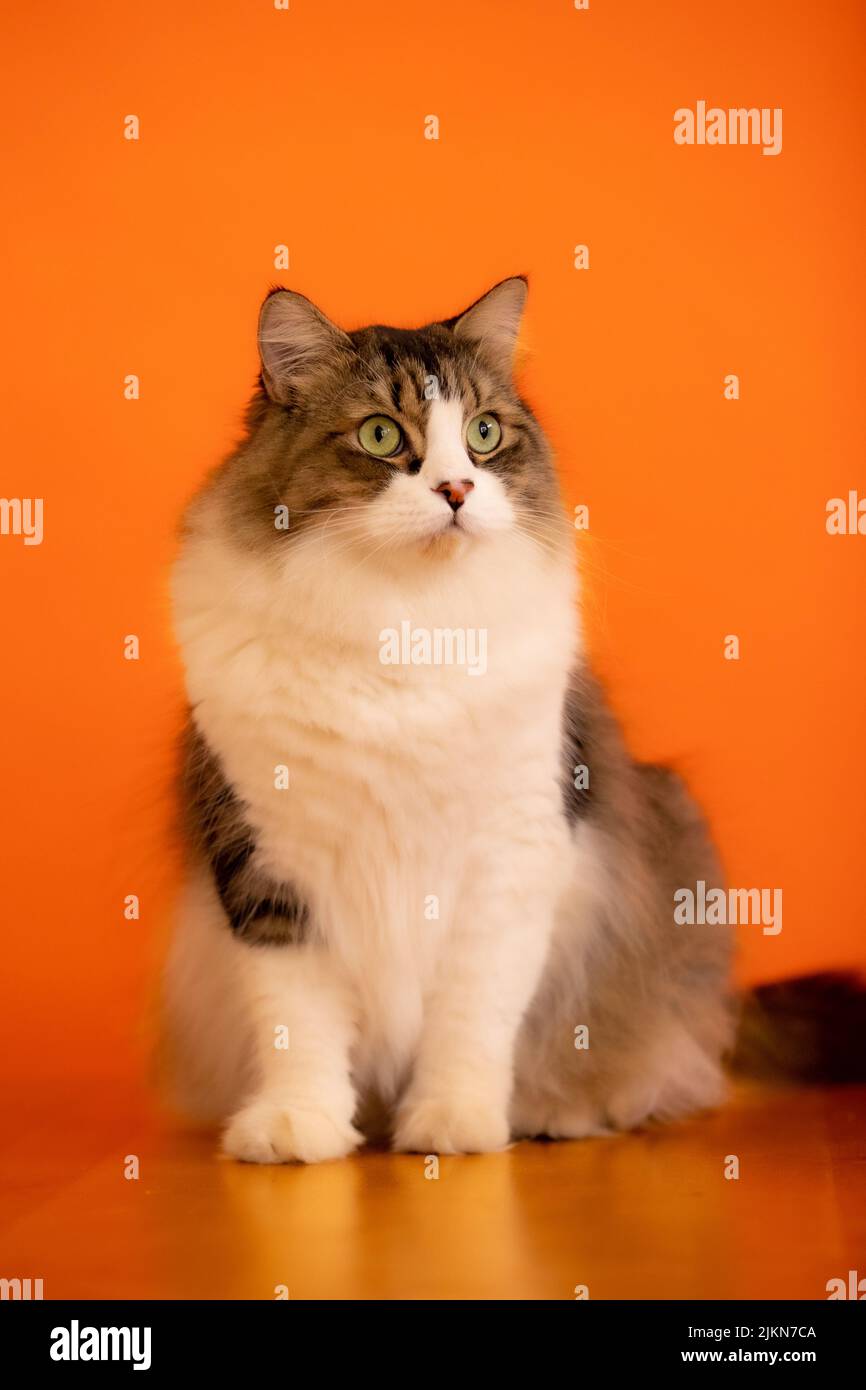 Eine vertikale Aufnahme einer entzückenden flauschigen Katze auf einem orangenen Wandhintergrund Stockfoto