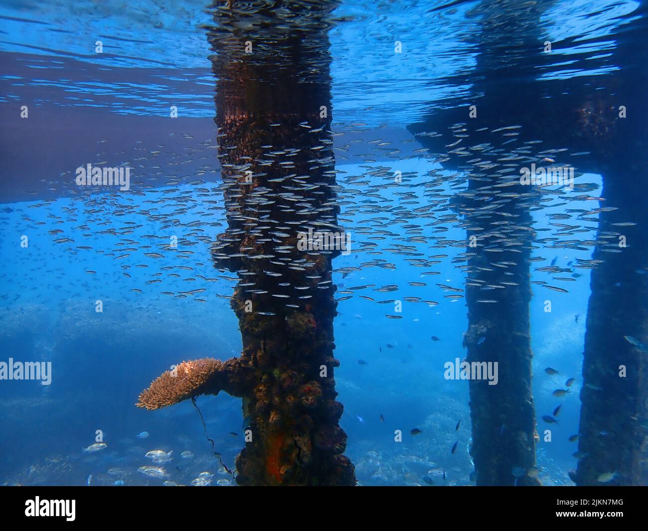 Indonesia Anambas Islands - tropische Fische unter dem Steg Stockfoto