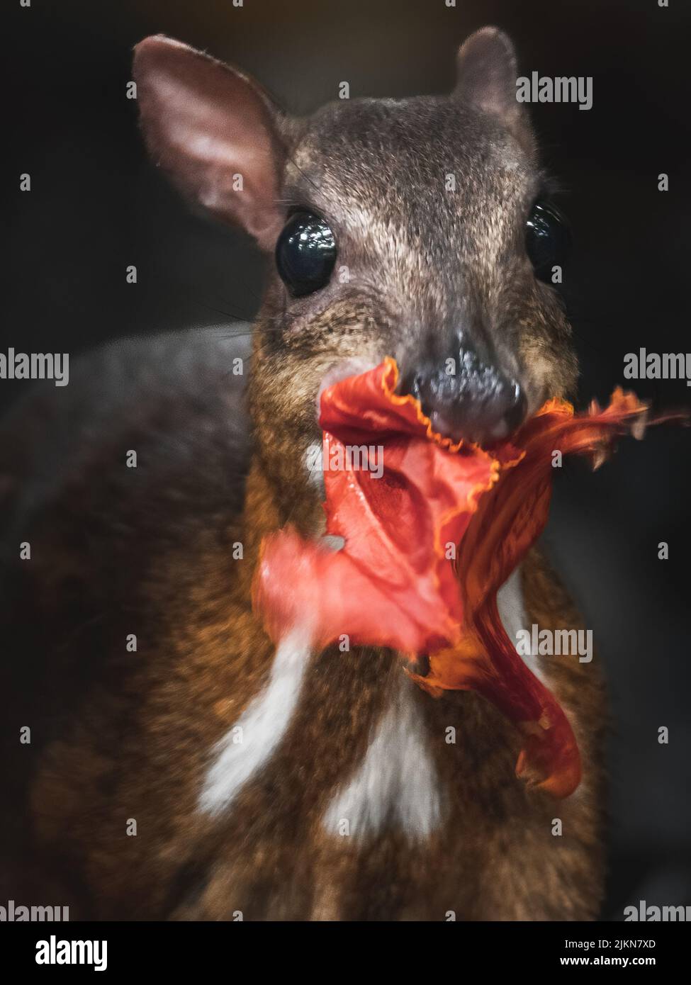 Eine Nahaufnahme von kleinen Mäuse-Hirschen, die ein Blatt fressen Stockfoto