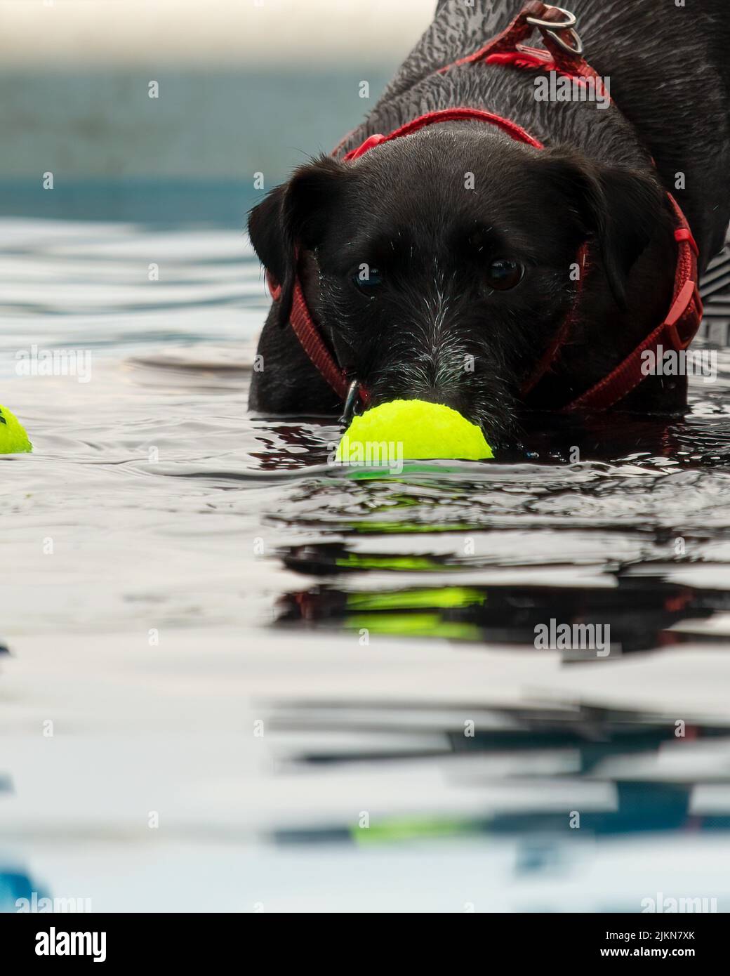 Ein schwarzer Terrier-Hund mit rotem Halsband und Geschirr, der nach dem gelben Tennisball ins Wasser geht Stockfoto