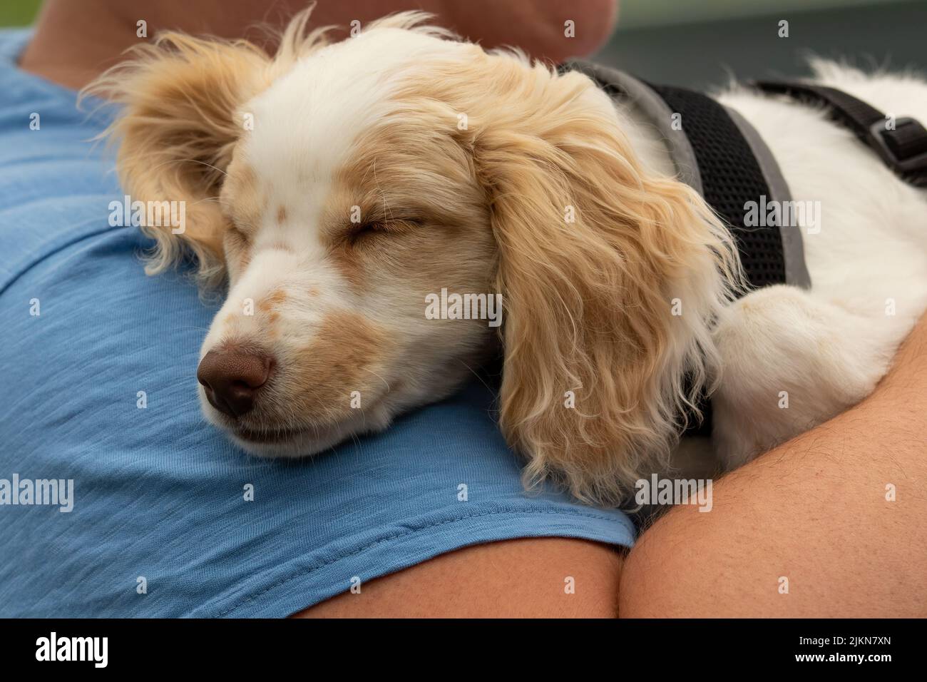 Eine Nahaufnahme eines niedlichen Spaniel-Welpen, der auf der Schulter schläft Stockfoto