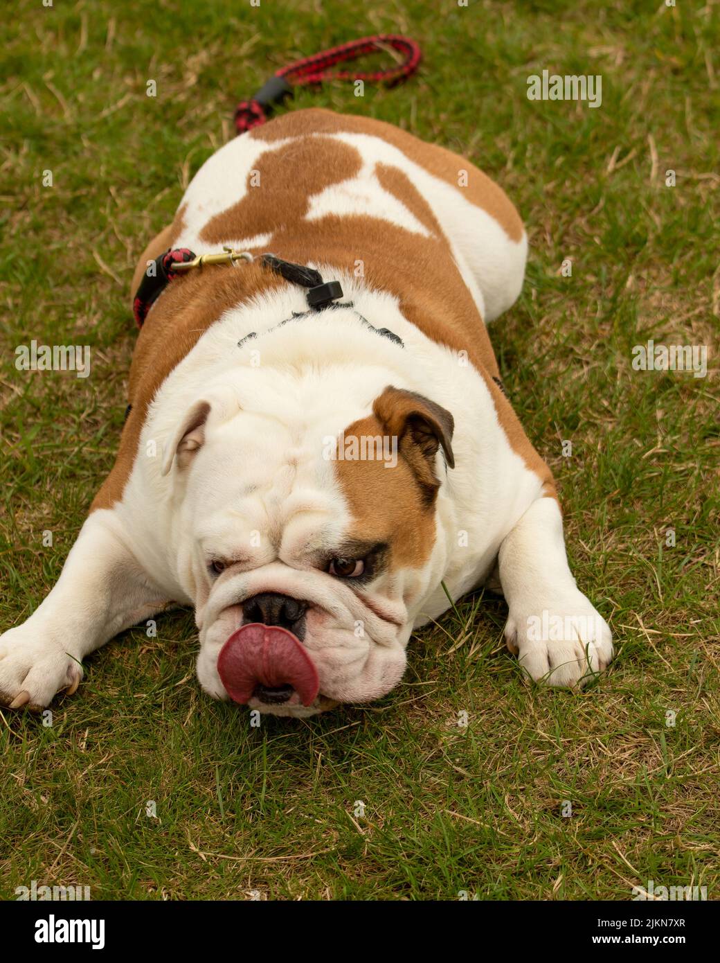 Ein britischer Bulldog leckt Lippen, während er sich auf Gras legt Stockfoto