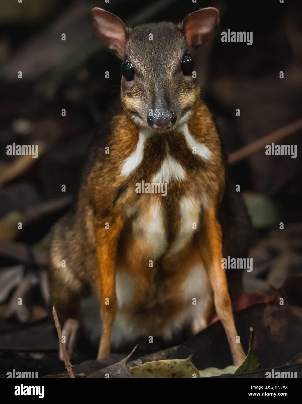 Eine Nahaufnahme von kleinen Mäuse-Hirschen auf trocken gefallenen Blättern, die auf die Kamera schauen Stockfoto