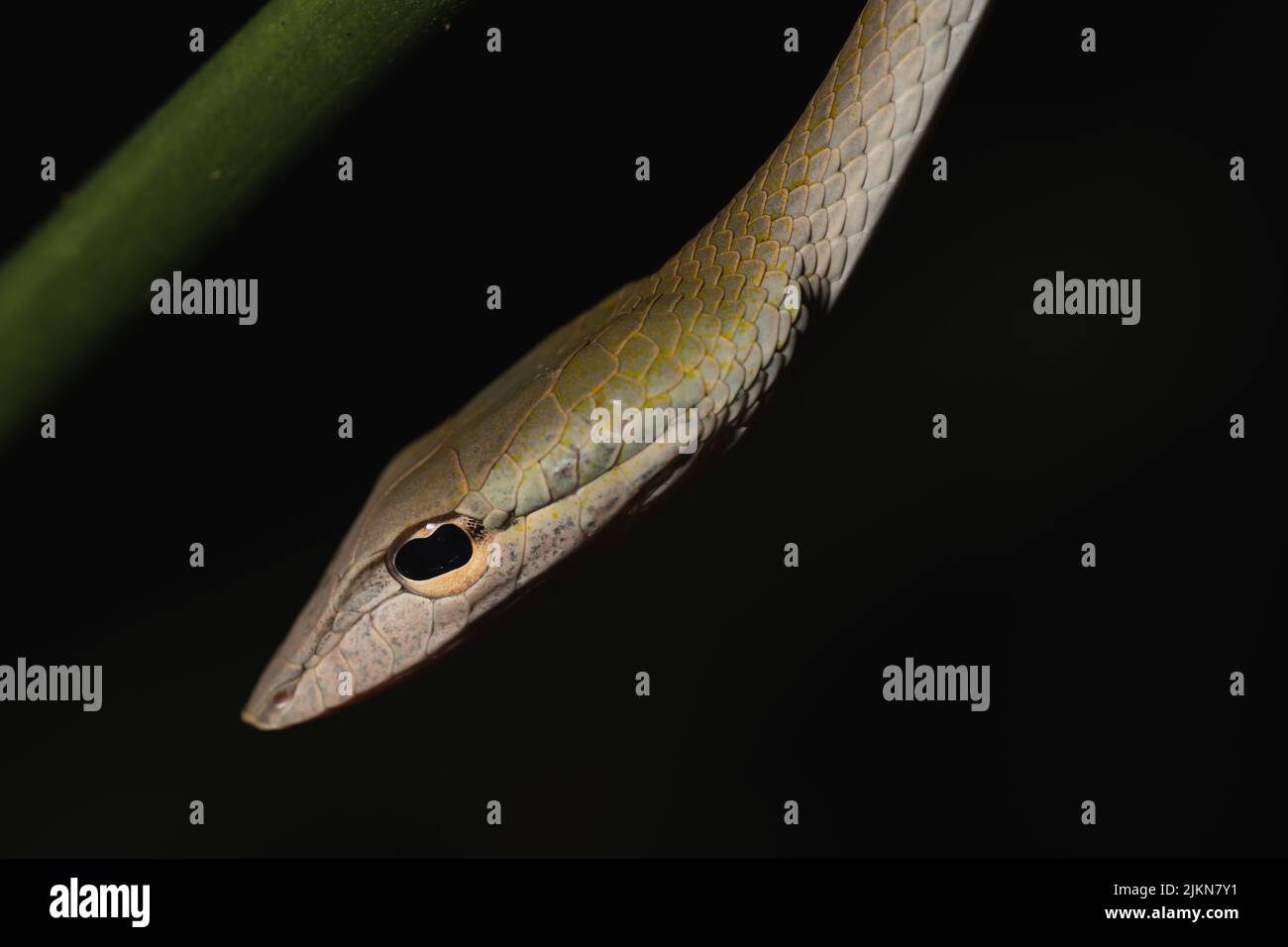 Nahaufnahme einer Ahaetulla Prasina Snake mit dunklem Hintergrund Stockfoto