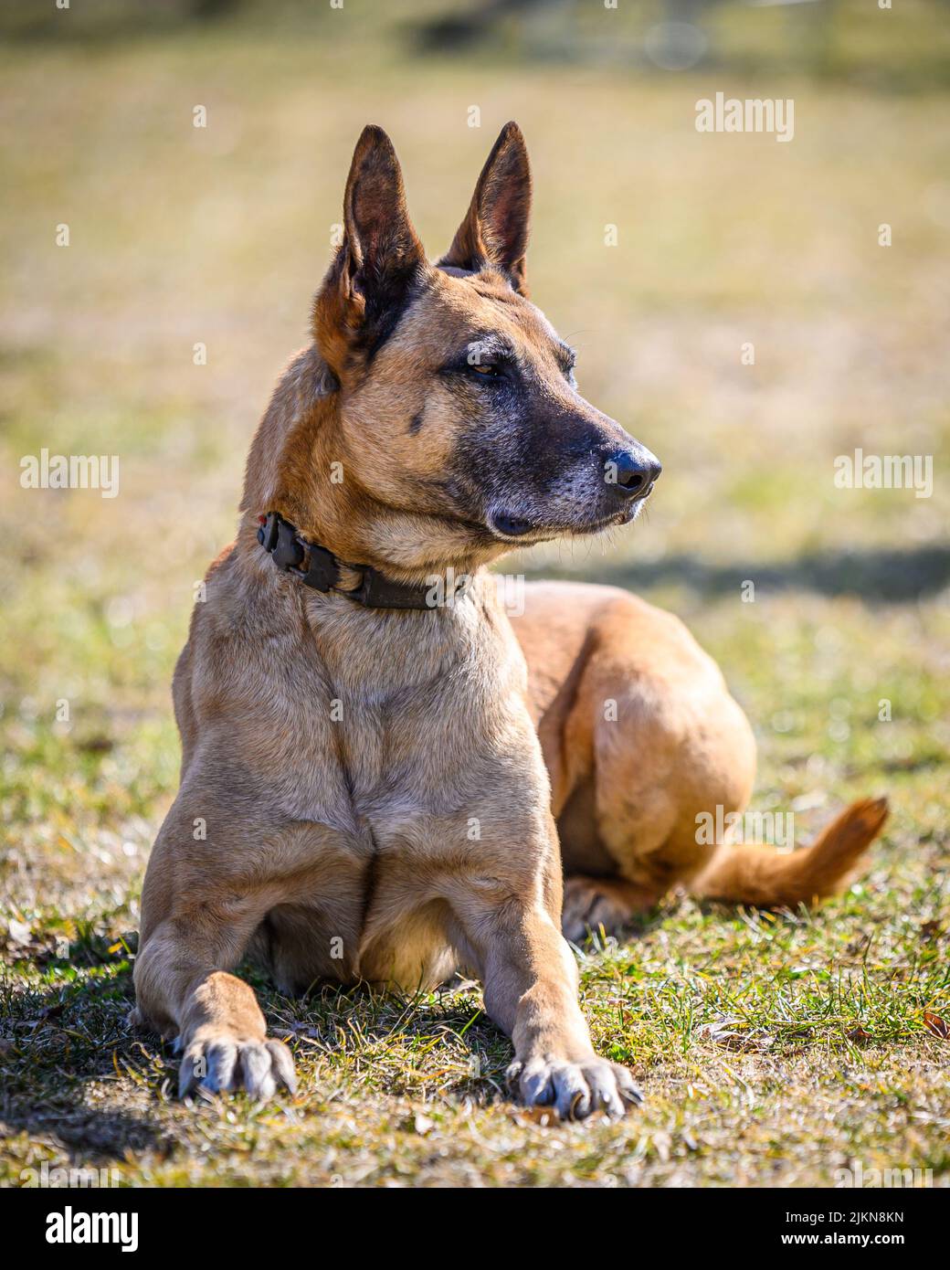 Ein Hund, der an einem sonnigen Tag im Freien liegt Stockfoto