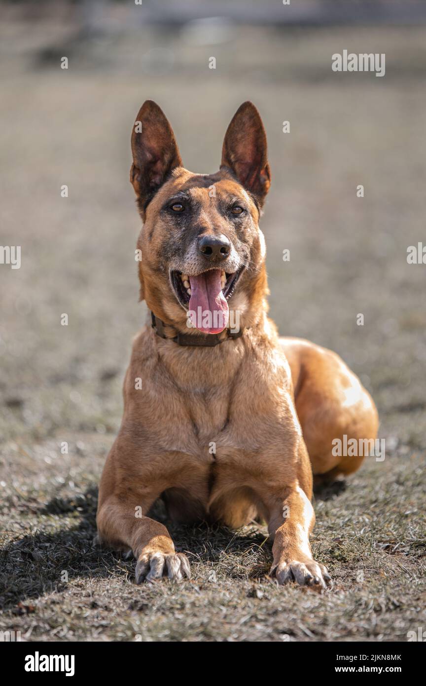 Ein Hund, der an einem sonnigen Tag im Freien liegt Stockfoto