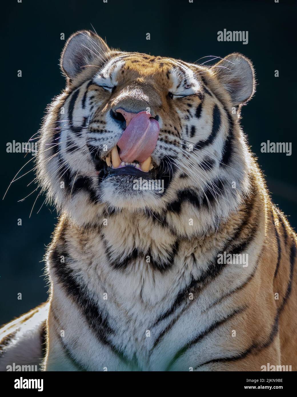 Nahaufnahme eines sibirischen Tigers mit verschwommenem Hintergrund Stockfoto