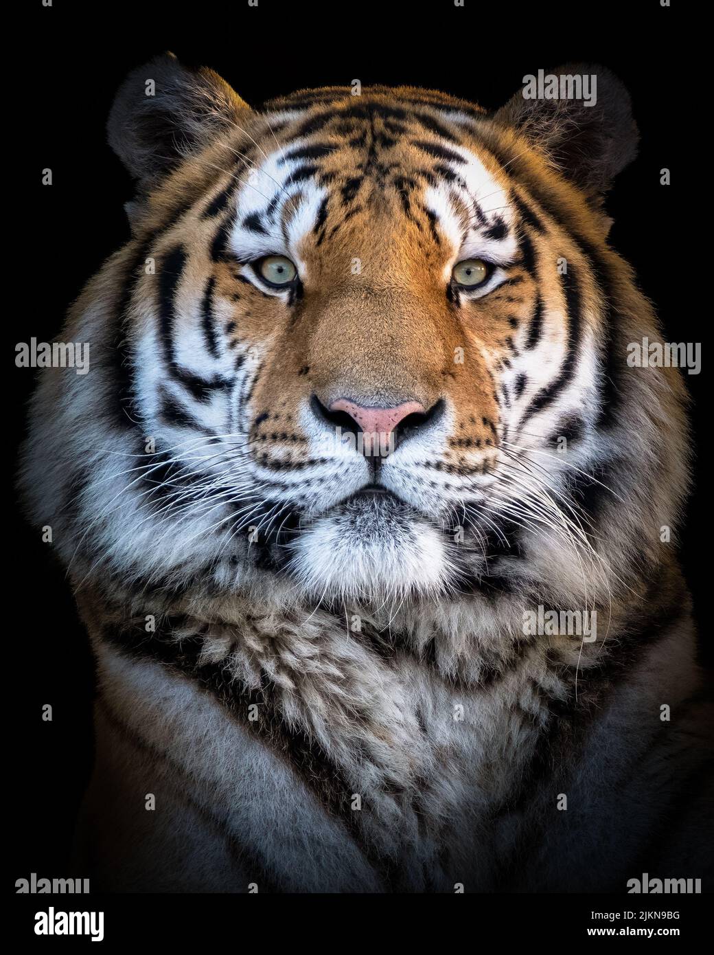 Eine vertikale Nahaufnahme des sibirischen Tigers Stockfoto