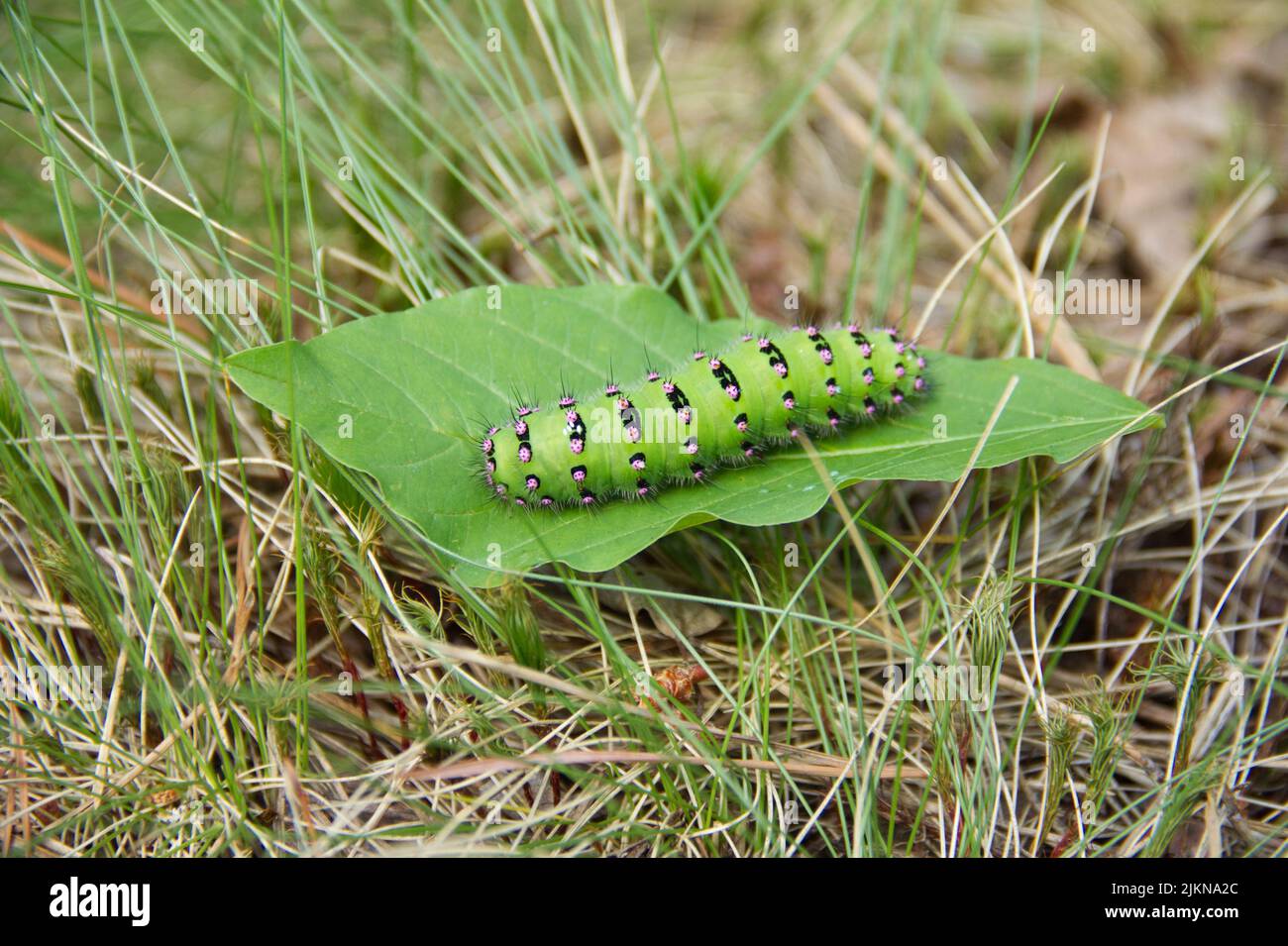 Große grüne Raupe der Emperor Motte, Saturnia pavonia sitzt auf dem grünen Blatt. Stockfoto