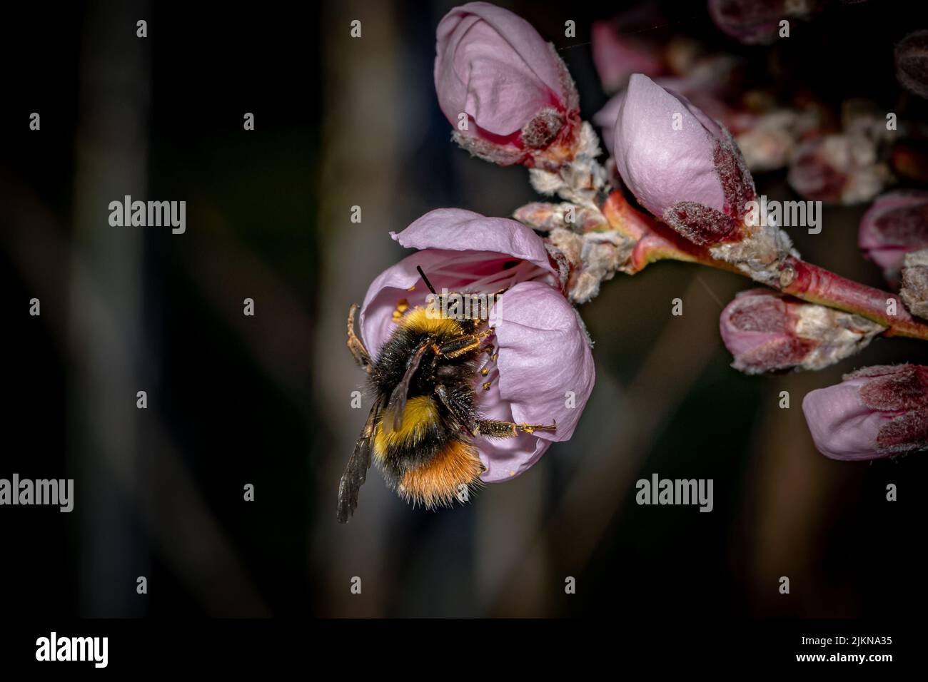 Eine Nahaufnahme einer Hummel, die Pollen auf Pfirsichblüten sammelt Stockfoto