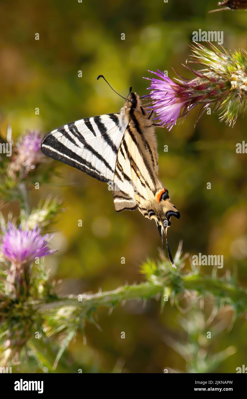 Nahaufnahme eines schwarz-weißen Schmetterlings Stockfoto