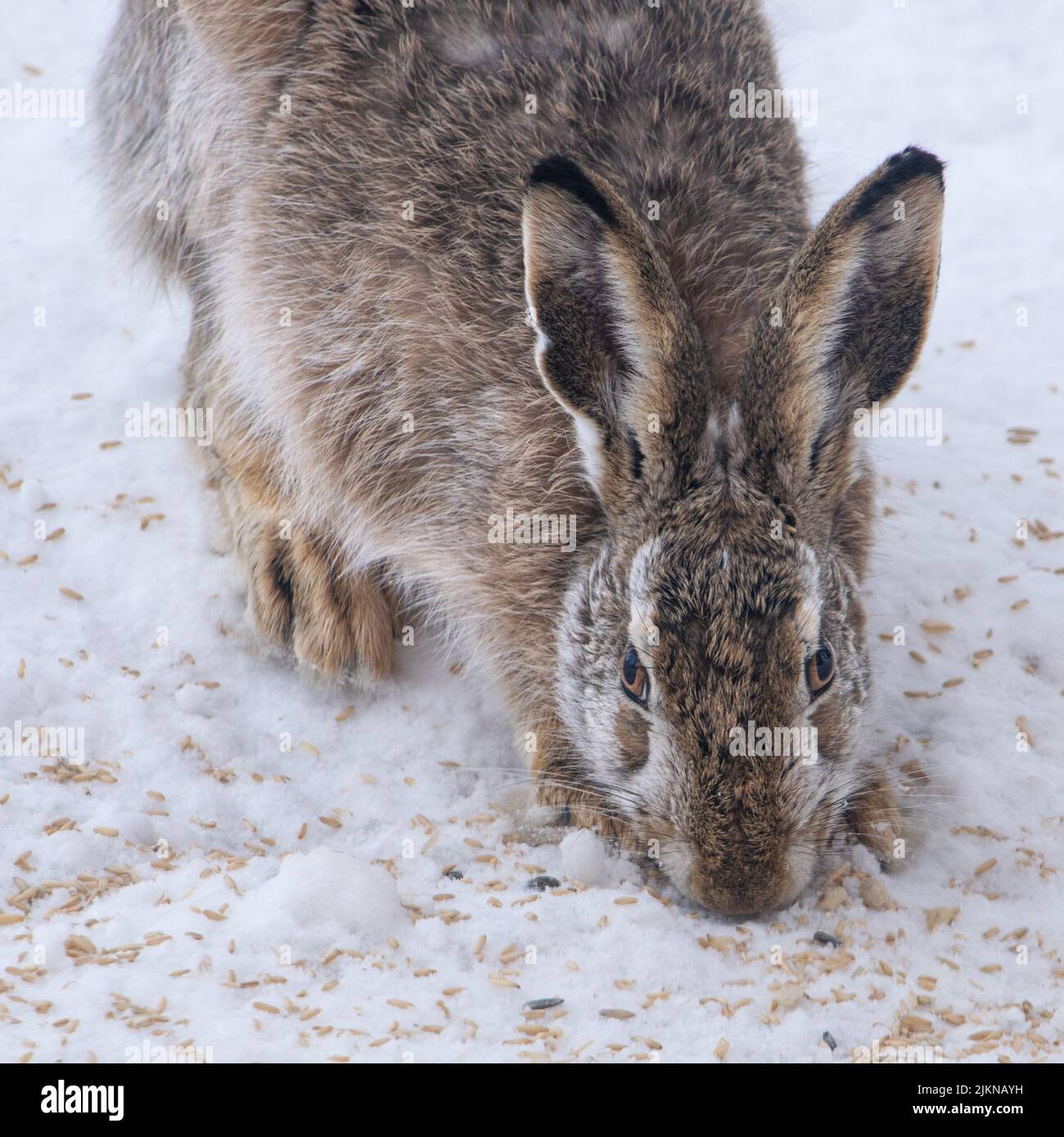 Eine Nahaufnahme eines jungen Hasen, der den verschneiten Boden schnüffelt. Stockfoto