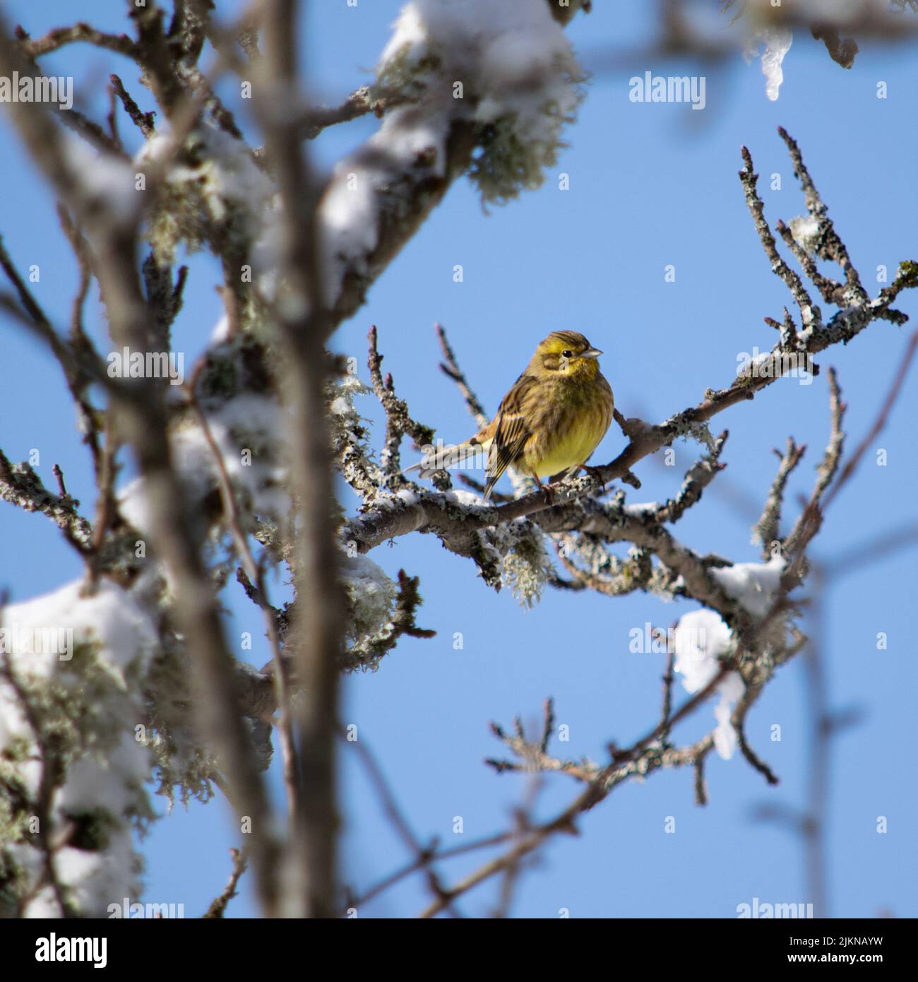 Eine Nahaufnahme eines leuchtend gelben gewöhnlichen Haferflocken, der im Winter auf einem Baumzweig sitzt. Stockfoto