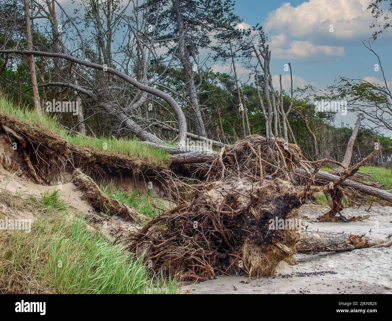 Eine Baumwurzel und umgestürzte Bäume an einem einsamen Strand Stockfoto