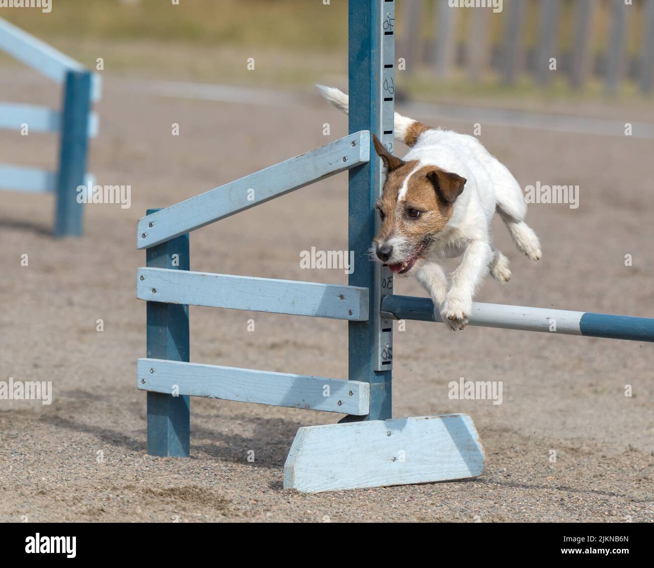 Jack Russell Terrier springt im Agility-Wettbewerb über eine Agility-Hürde Stockfoto