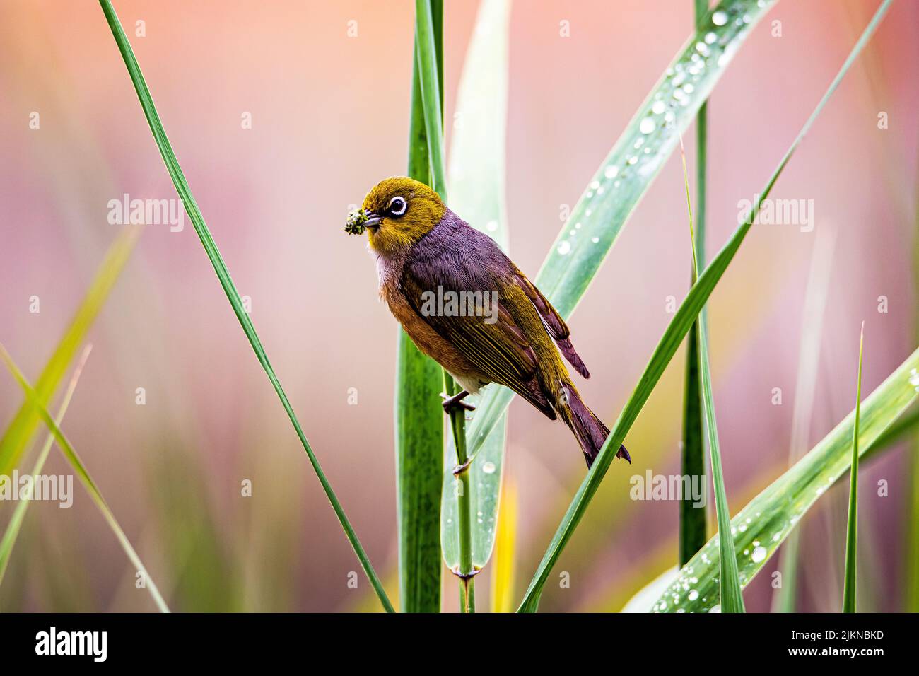 Eine Nahaufnahme eines farbenfrohen silbernen Auges-Vogels auf einer grünen Pflanze Stockfoto