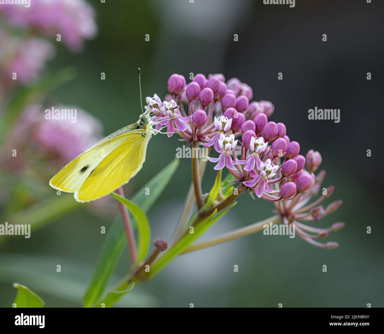 Ein großer kohlgelber Schmetterling auf einem Sumpfmilchkraut blüht Stockfoto