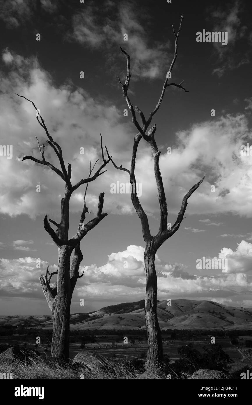 Eine Graustufe alter Bäume auf einem Feld unter dem wolkigen Himmel Stockfoto