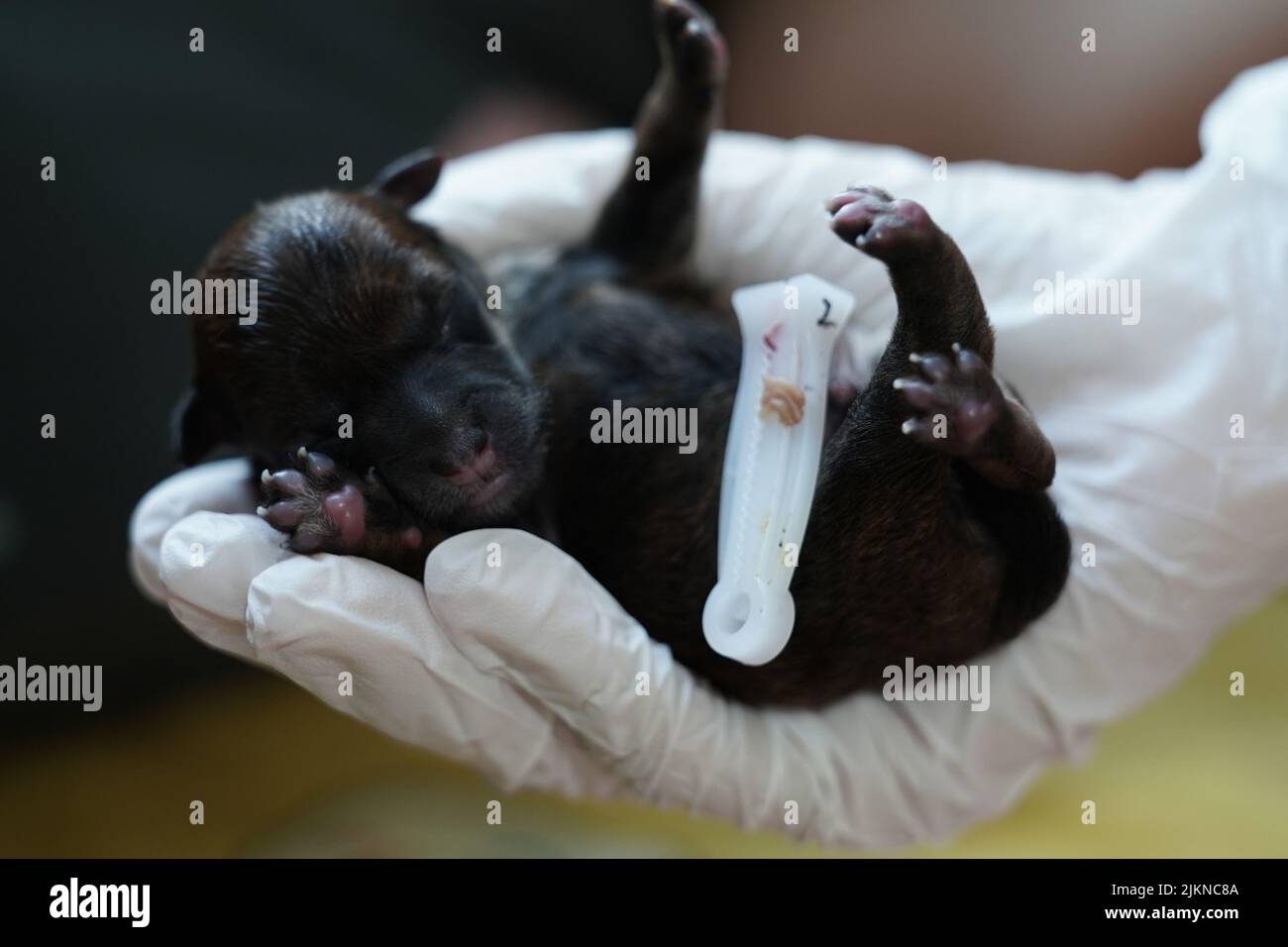 Nahaufnahme eines neugeborenen Pudels, der in der Hand schläft Stockfoto