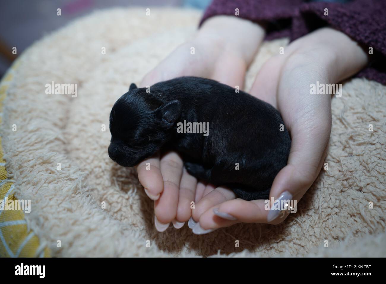 Ein süßer schwarzer neugeborener Hund auf weiblichen Händen zu Hause Stockfoto