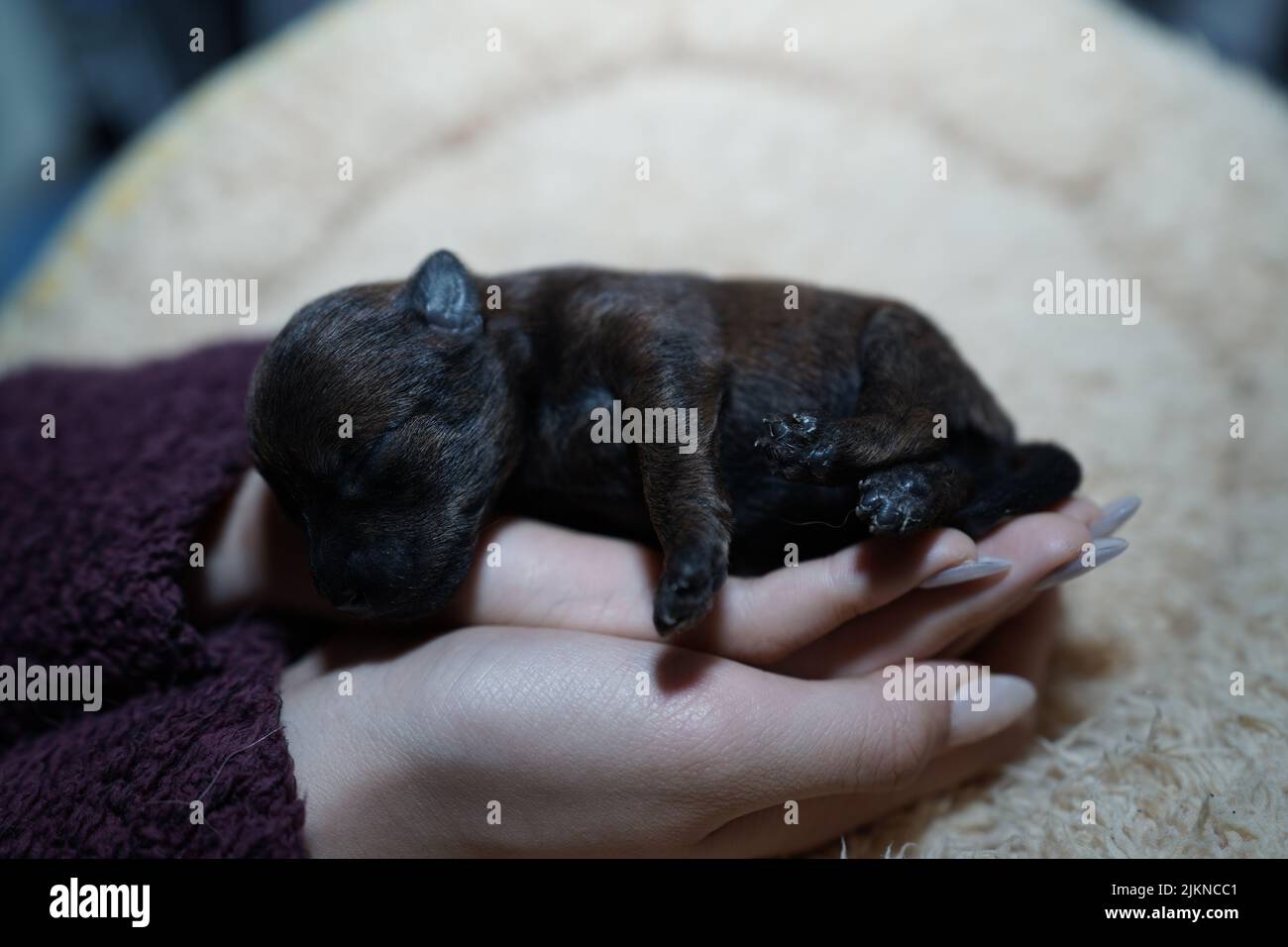 Eine Nahaufnahme eines niedlichen neugeborenen Hundes, der in einer Hand schläft Stockfoto