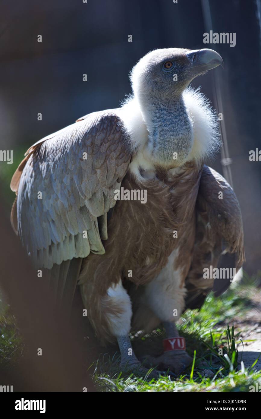 Ein vertikales Porträt eines Gänsegeiers Stockfoto