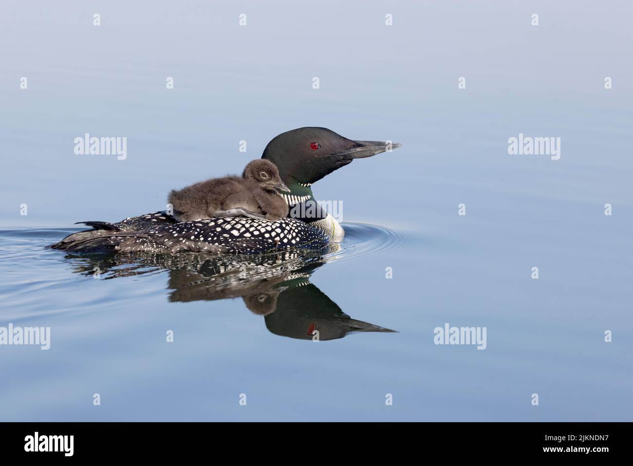 Gemeiner Loon (Gavia immer), Erwachsener mit Reiter Stockfoto