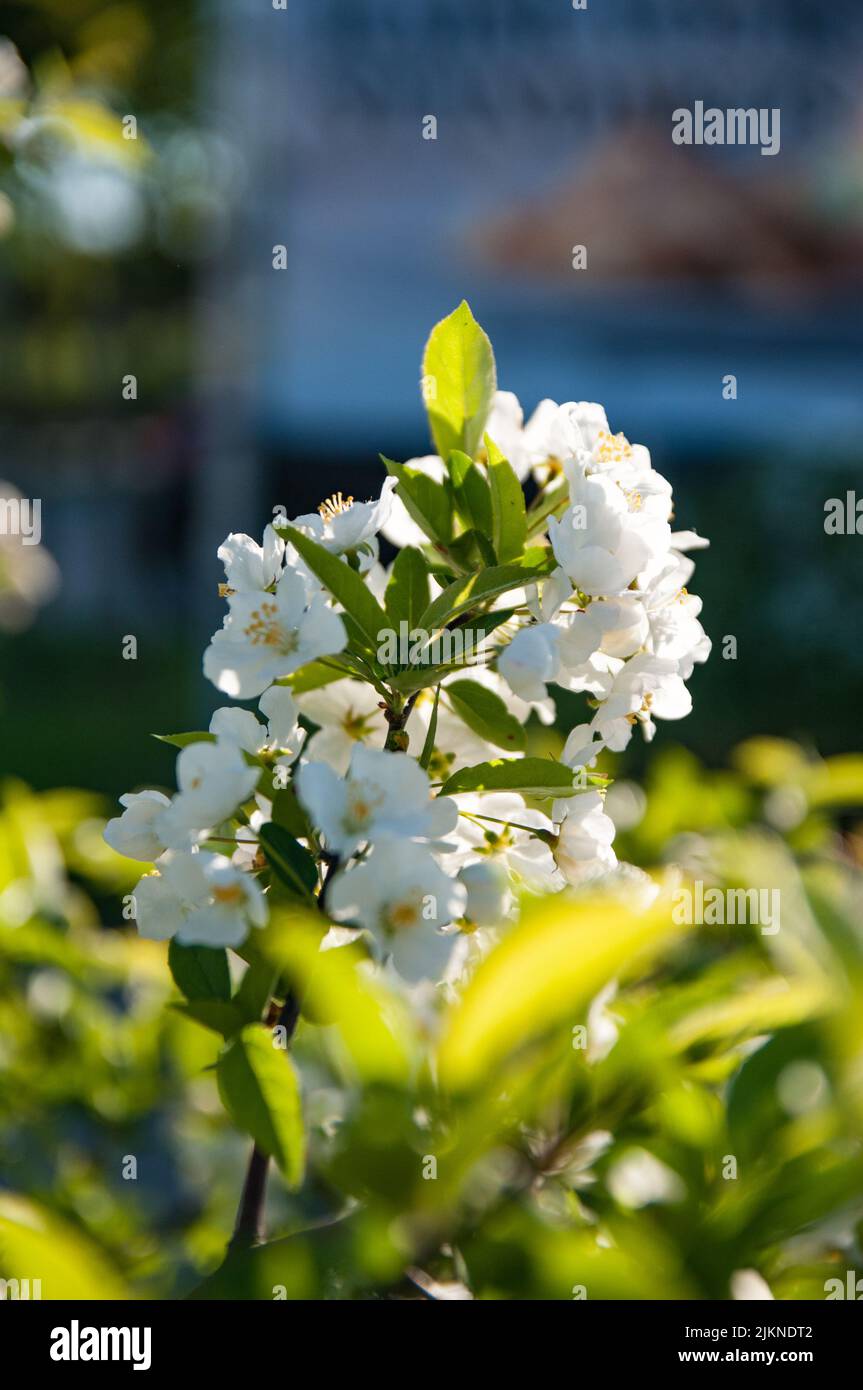 Eine flache Aufnahme von Malus sargentii-Pflanzen, die im Garten in hellem Sonnenlicht mit verschwommenem Hintergrund blühen Stockfoto