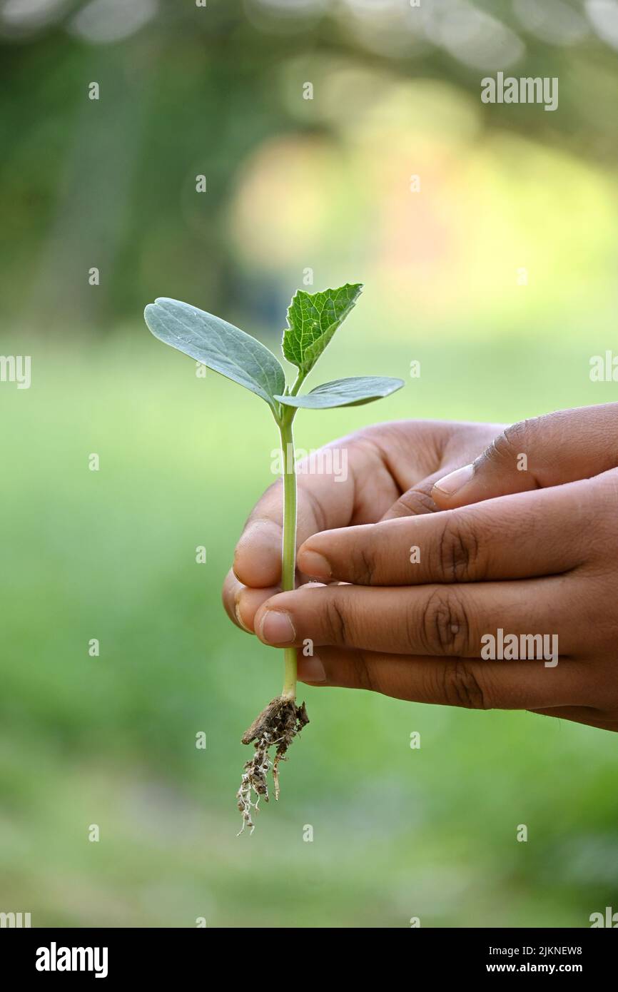 Nahaufnahme der reife grüne runde Kürbiskrautpflanze Sämling und Bodenhaufen mit Wurzeln halten Hand in der Farm weichen Fokus natürlichen grün braunen Hintergrund. Stockfoto