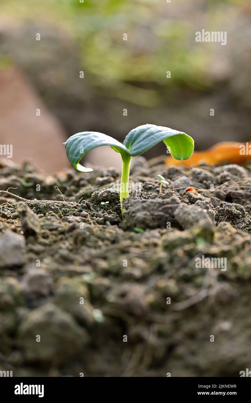 Nahaufnahme der reifen grünen Gurkenrebe Pflanze Sämling und Bodenhaufen in der Farm weichen Fokus natürlichen grün braunen Hintergrund. Stockfoto