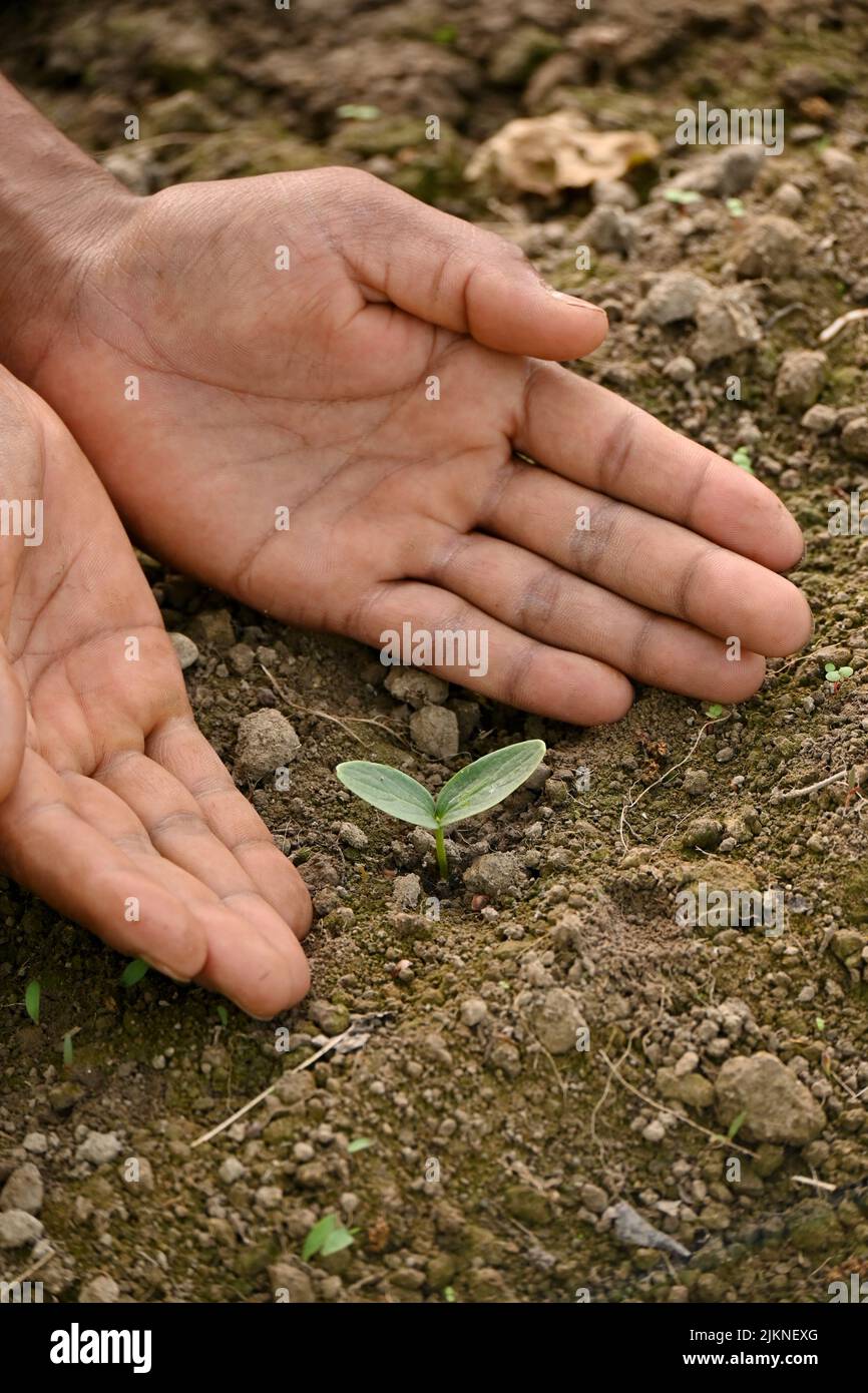 Nahaufnahme der reifen grünen Gurkenrebe Pflanze Sämling und Bodenhaufen mit Hand in der Farm weichen Fokus natürlichen grün braunen Hintergrund. Stockfoto