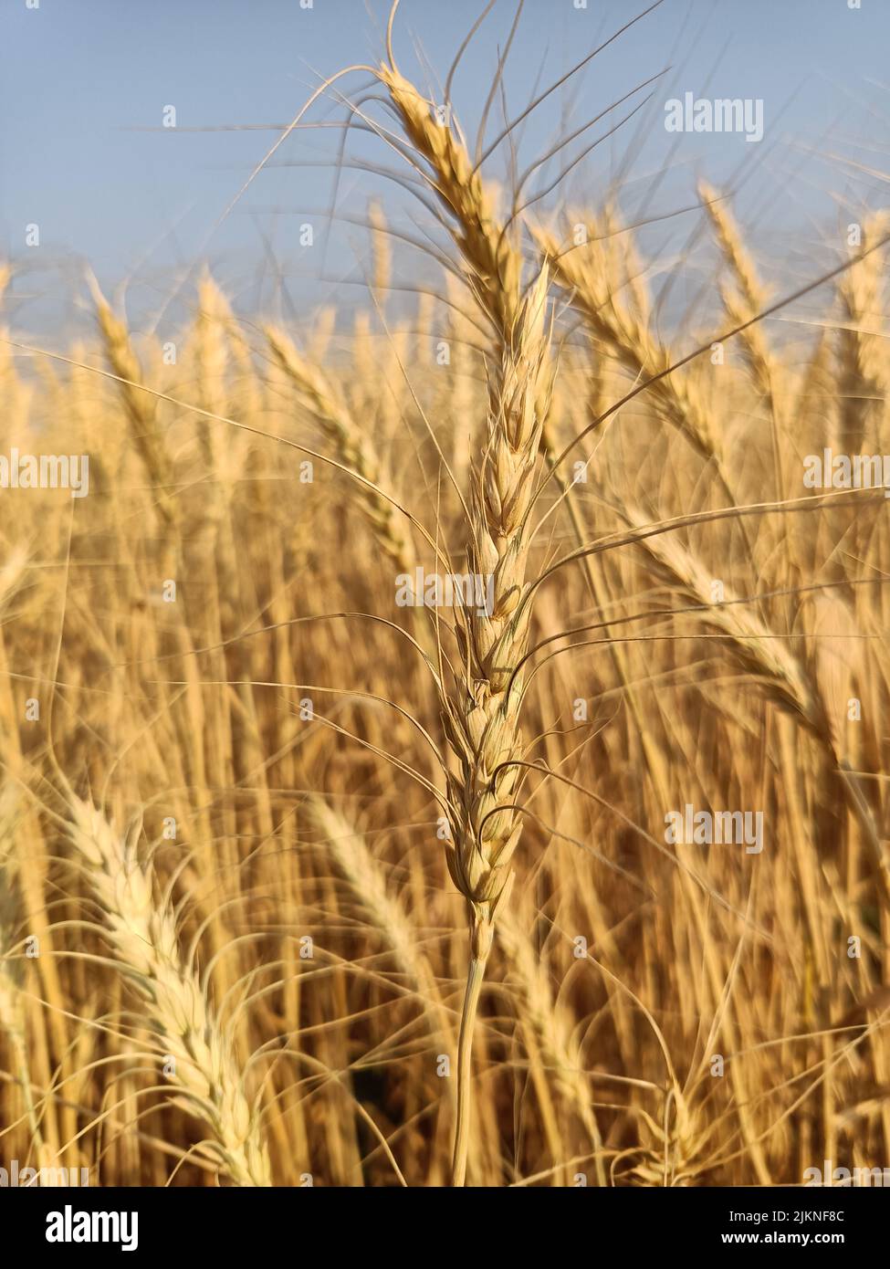 Weizenfelder in Farm in indien gelb goldenen Weizen Ernte Bauernhof. Trockenes Weizenfeld bei Sonnenlicht, Ähren, Goldweizenfelder Erntezeit Stockfoto