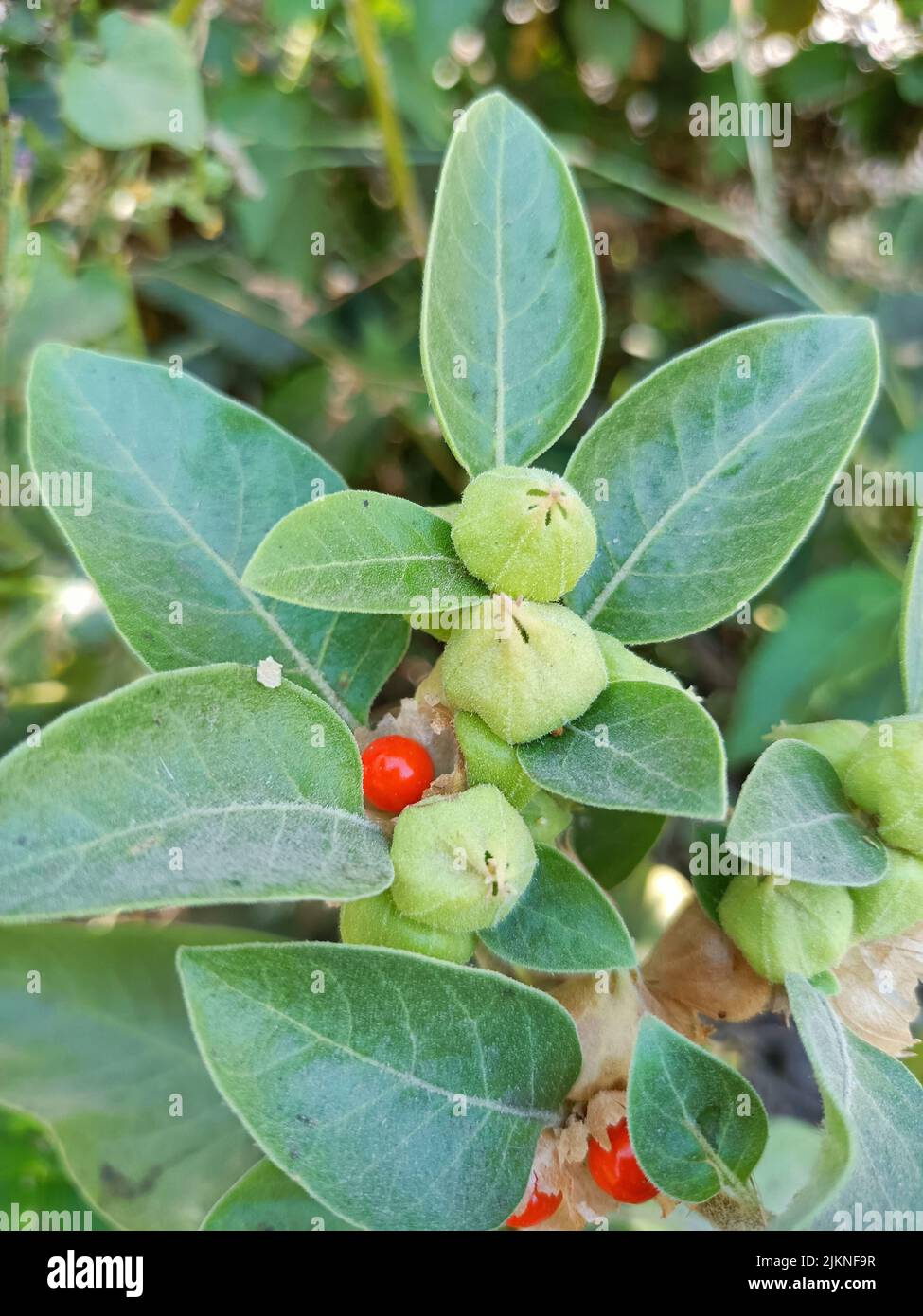 Ashwagandha Heilpflanze verwendet in ayurvedischen Medikamenten diese Pflanze auch als Withania somnifera oder Winterkirsche oder indische Ginseng Pflanze U bekannt Stockfoto