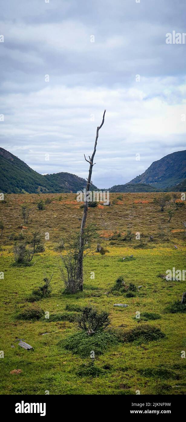 Eine vertikale Aufnahme eines dünnen Baumes ohne Äste in einem grünen Feld mit Bergen in der Ferne Stockfoto