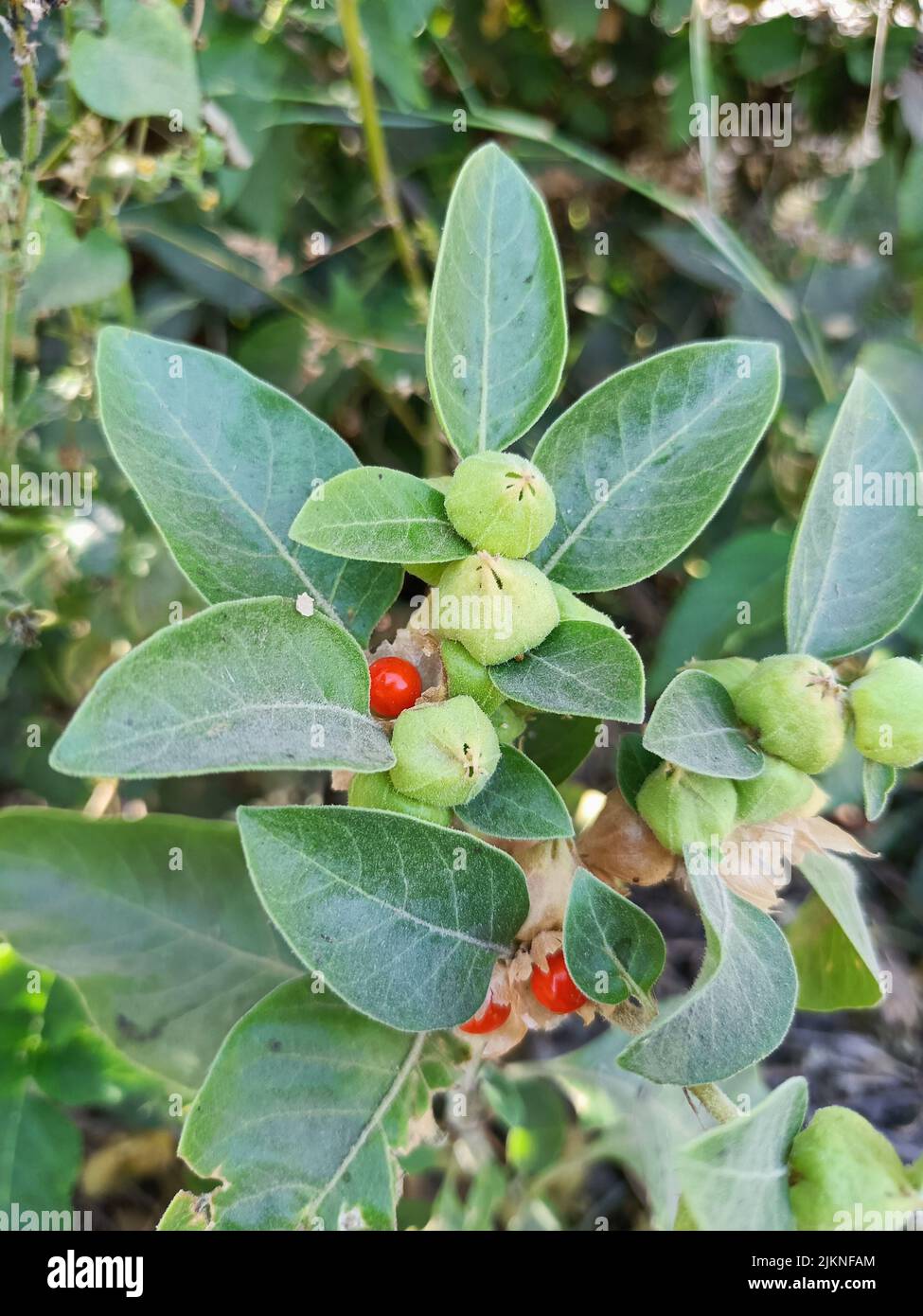 Ashwagandha Heilpflanze verwendet in ayurvedischen Medikamenten diese
