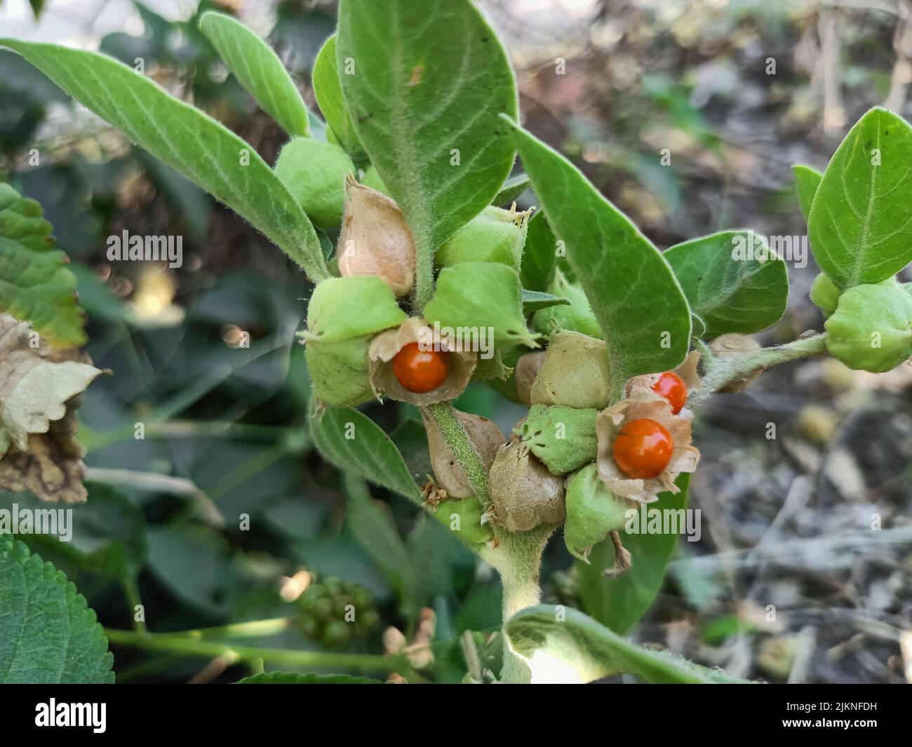 Ashwagandha Pflanze oder Winter Kirsche Pflanze oder mitania somnifera Pflanze wird verwendet, um ayurvedische Heilpflanzen Pflanze in indien Stockfoto