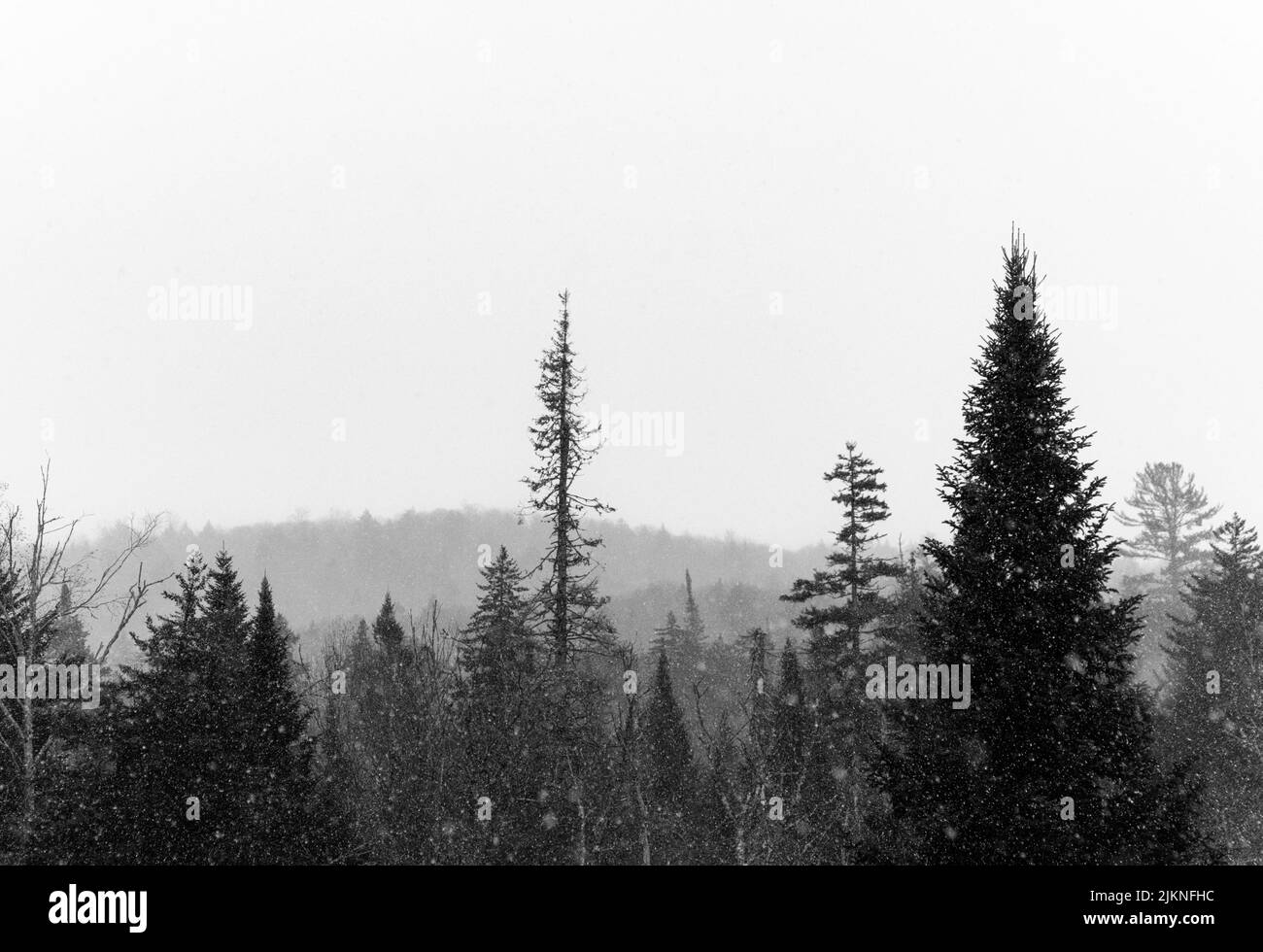 Eine Graustufenaufnahme von hohen Nadelbäumen Stockfoto