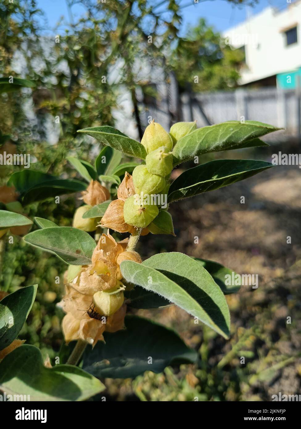 Withania somnifera Pflanze mit Früchten oder ashwagandha Pflanze oder Winterkirsche oder indische Ginseng Pflanze wird zur ayurvedischen Medizin oder Kräutermedizin verwendet Stockfoto