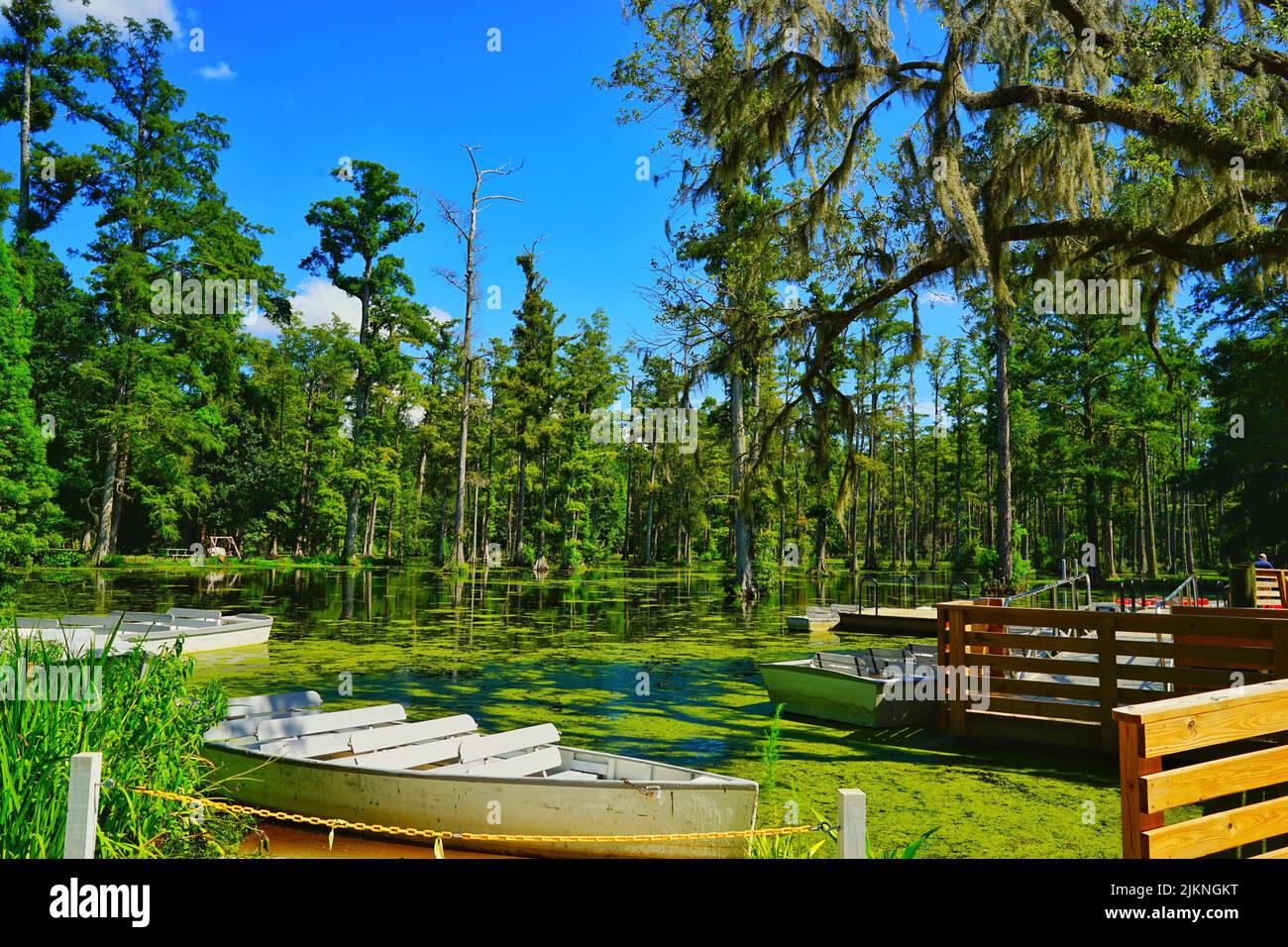 Kleine Skiffs parkten in der Nähe von Holzzäunen in einem Teich mit Moos im ganzen Wasser, umgeben von hohen Bäumen Stockfoto