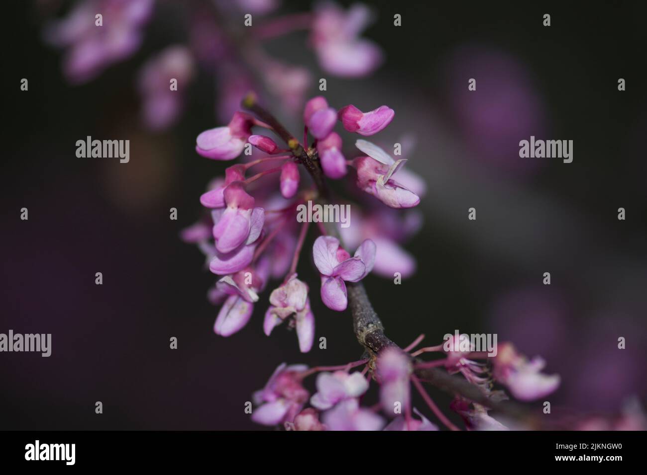 Eine schöne Aufnahme eines östlichen Rotknospen-Baumes Stockfoto