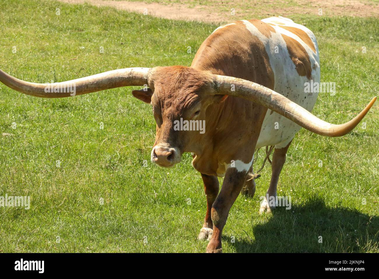 Nahaufnahme eines Texas Longhorns, das an einem warmen Tag im Gras in einem Zoo oder Safaripark steht Stockfoto