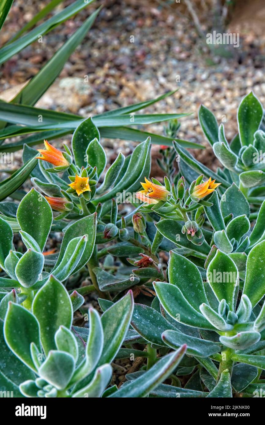 Pflanzen Mit Orangen Bluten