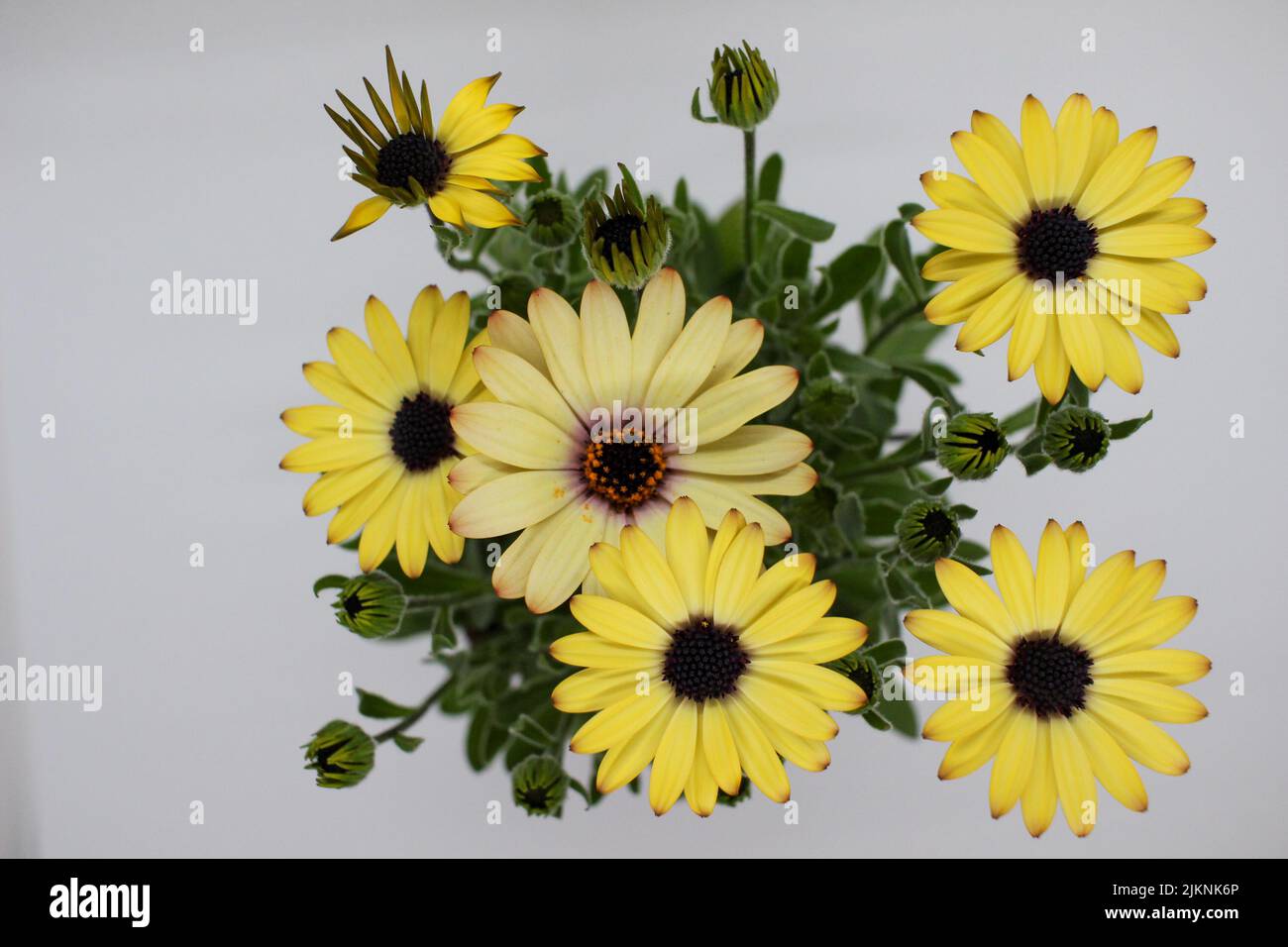 Eine Pflanze der Sonnenblumenfamilie in Afrika und AustralienDemoru wird auch African Daisy oder Dimorphotheca genannt Stockfoto