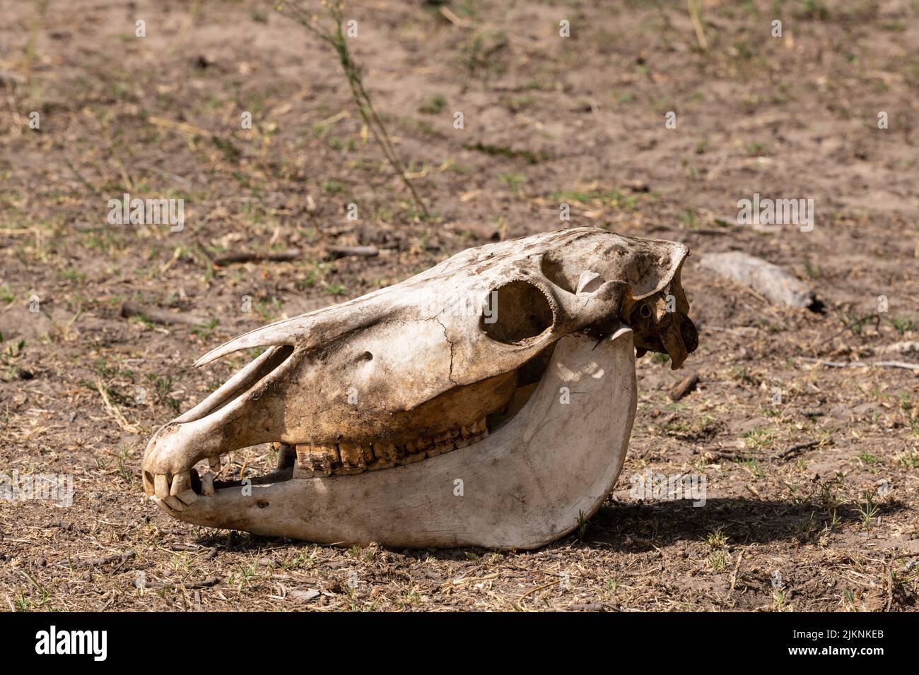 Der alte Pferdeschädel liegt auf dem Boden im Letea-Wald, Rumänien, dem ältesten natürlichen Reservat, in dem Tausende von Wildpferden leben. Stockfoto