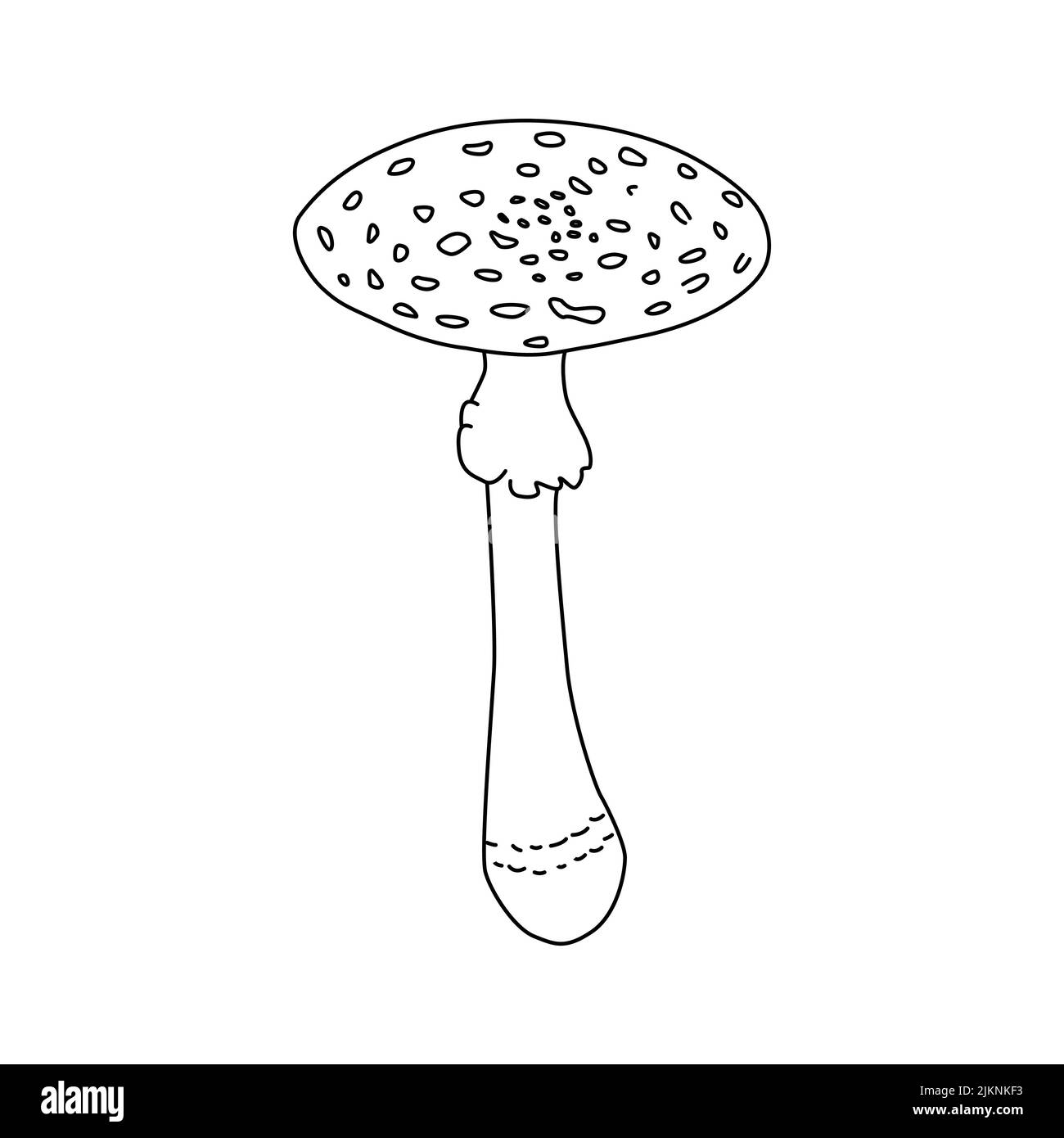 Pilze Vektor-Illustration gezeichnete Hand, gefährliche Pilze, Fliegenpilz, Fliegenpilz, weißer Fliegenpilz, Familie von Pilzen isoliert weißen Hintergrund Stock Vektor