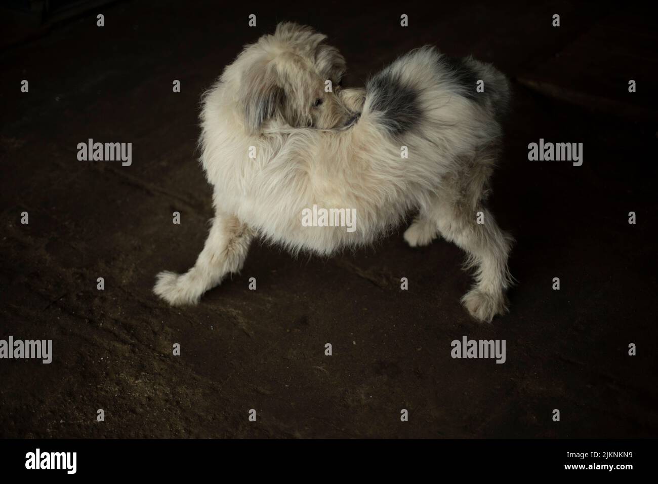 Beißen sich Fotos und Bildmaterial in hoher Auflösung Alamy