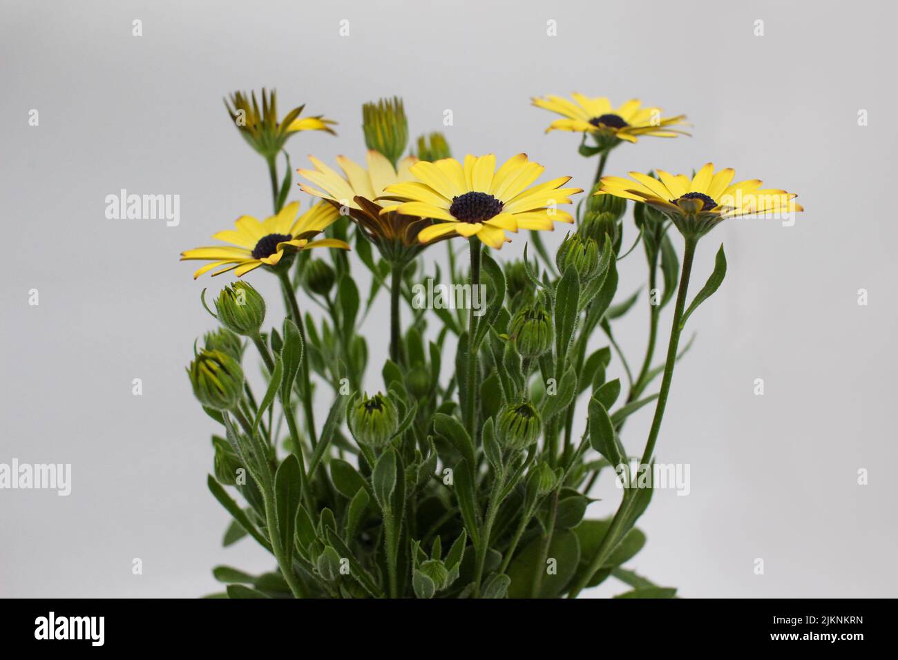 Eine Pflanze der Sonnenblumenfamilie in Afrika und AustralienDemoru wird auch African Daisy oder Dimorphotheca genannt Stockfoto