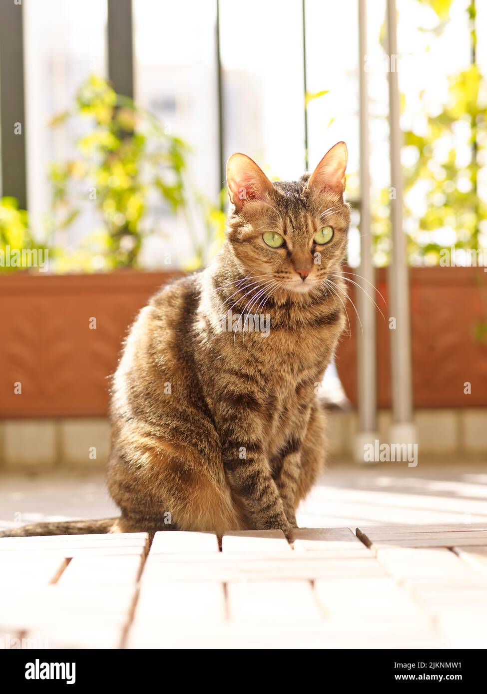 Eine Nahaufnahme einer braunen Katze mit Streifen und grünen Augen, die sitzen und in Richtung schauen Stockfoto