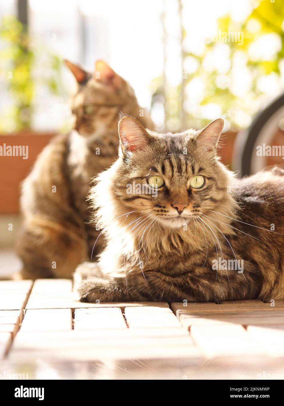 Eine Nahaufnahme einer braunen Katze mit Streifen und grünen Augen, die liegen und in Richtung schauen Stockfoto